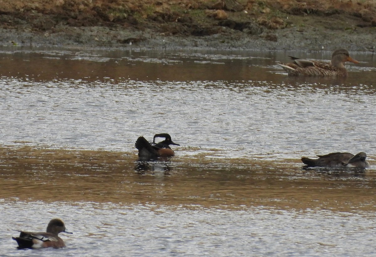Hooded Merganser - ML643512306
