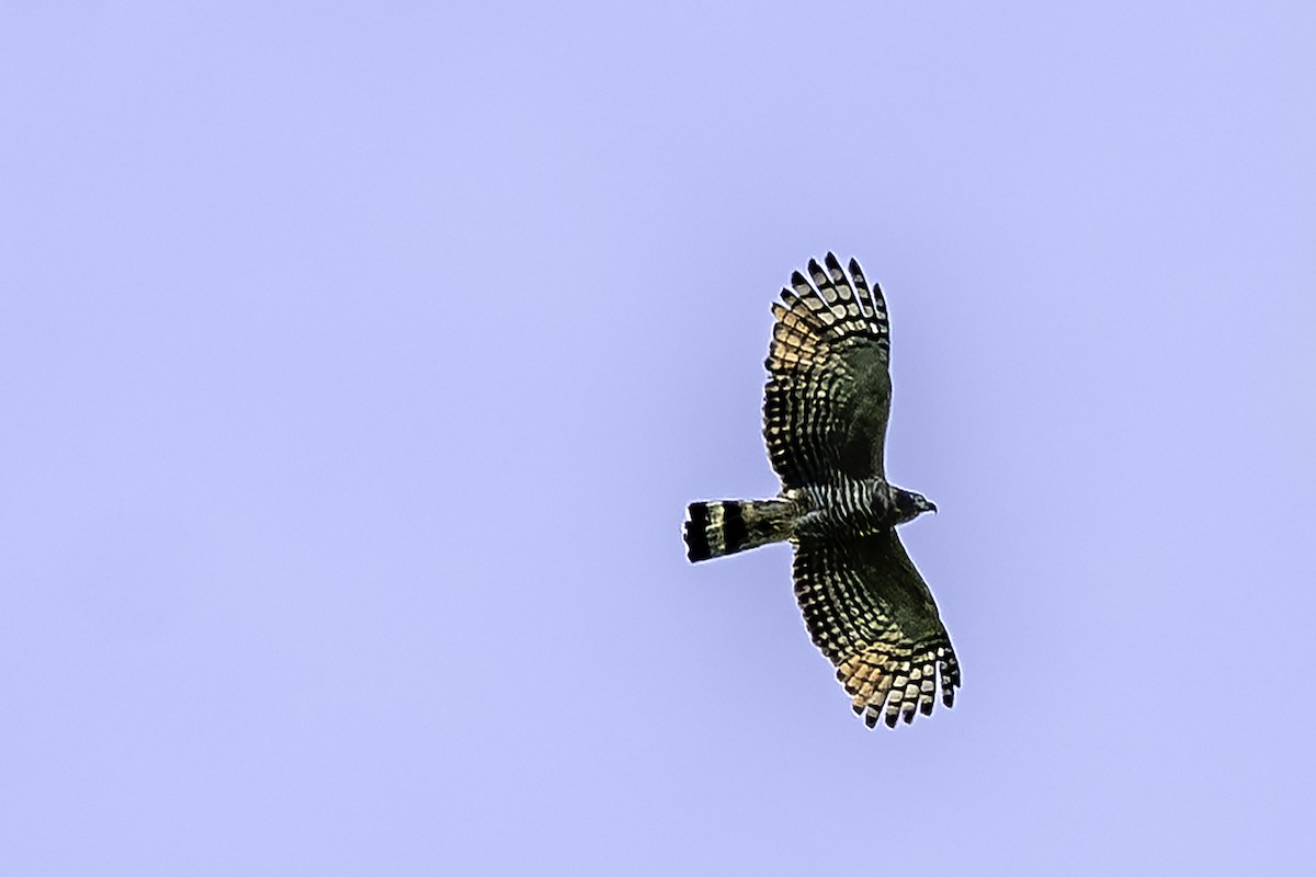 Hook-billed Kite - ML643512327