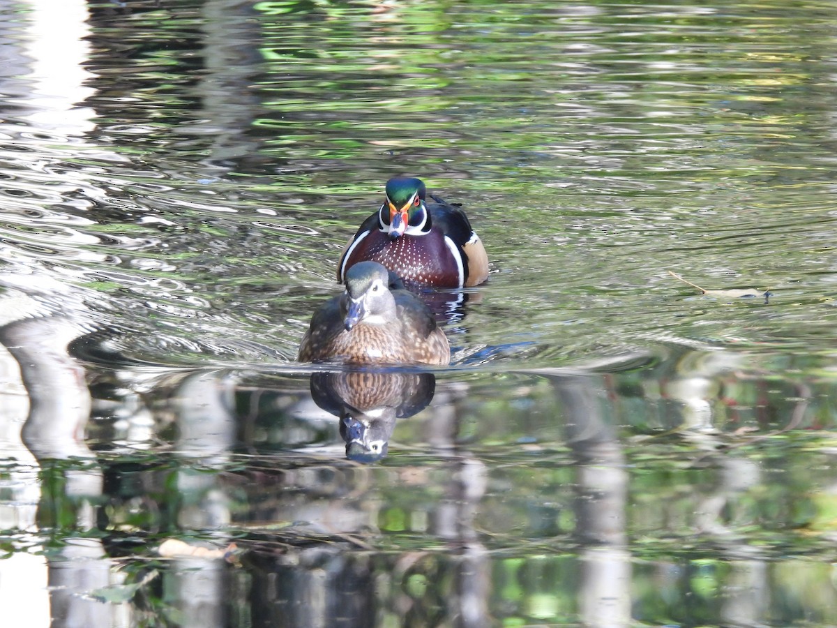 Canard branchu - ML643512332
