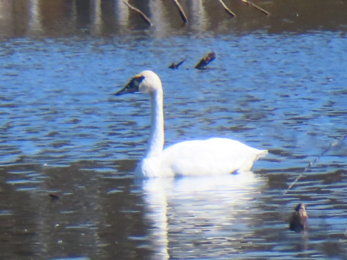 Trumpeter Swan - ML643512333