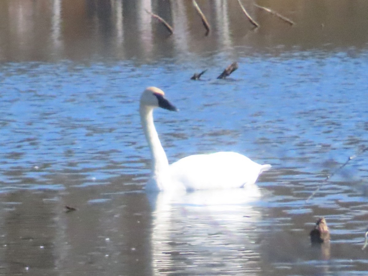 Trumpeter Swan - ML643512334