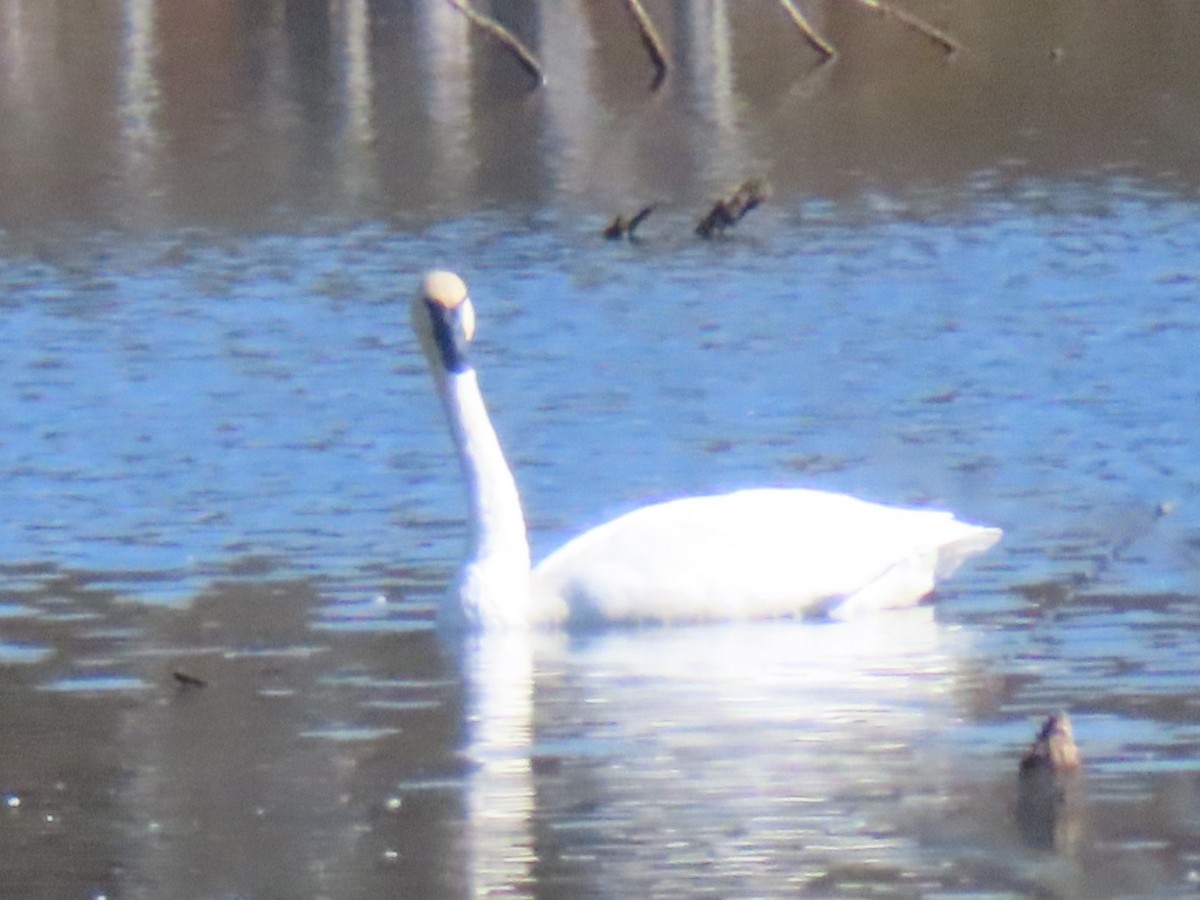 Trumpeter Swan - ML643512336