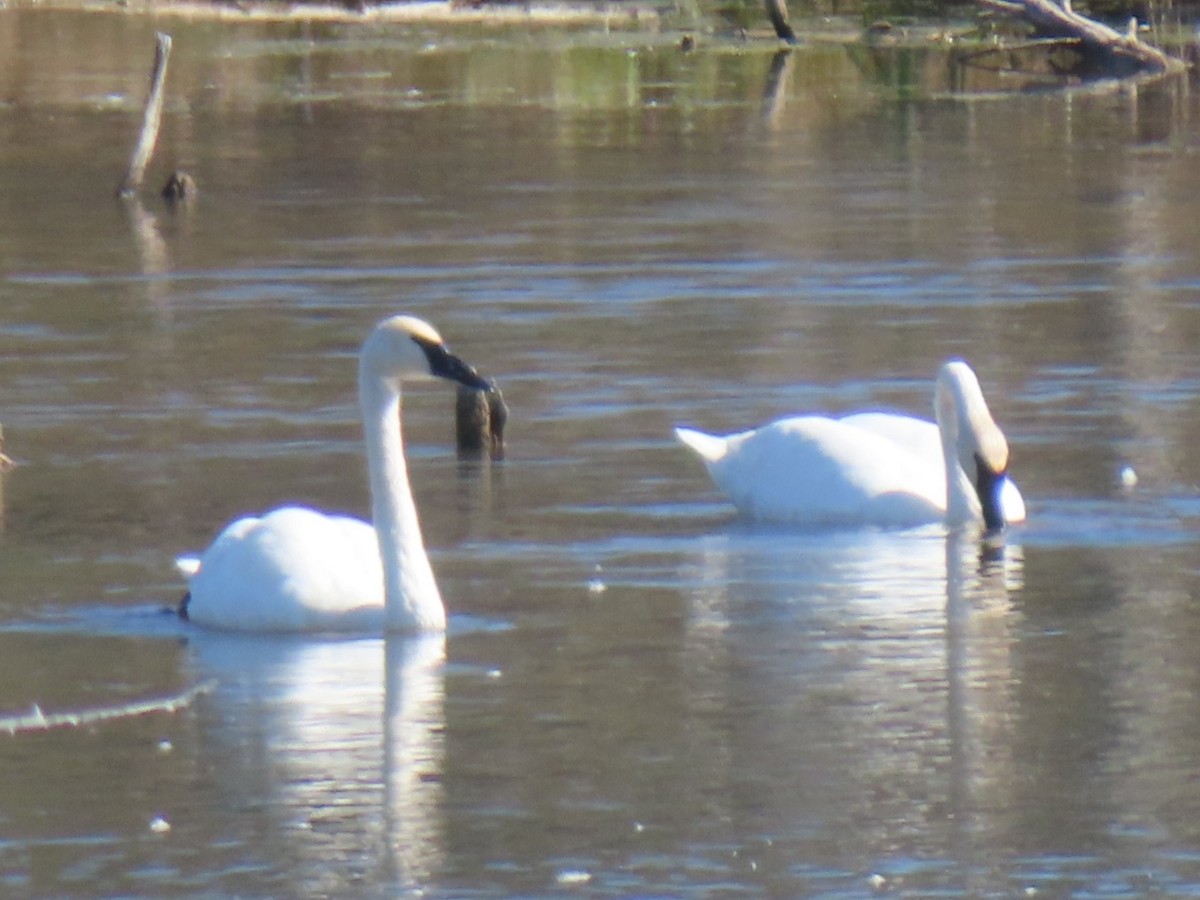 Trumpeter Swan - ML643512337