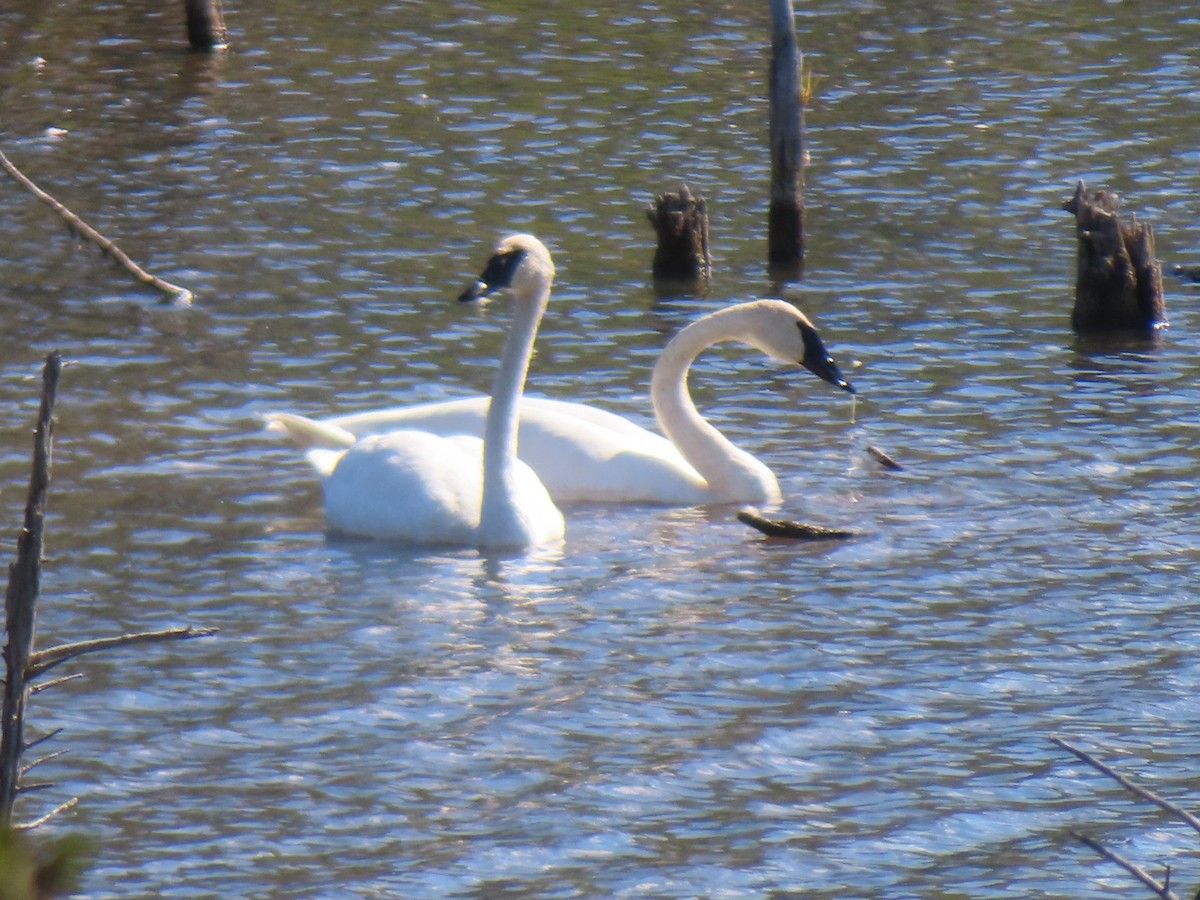 Trumpeter Swan - ML643512338