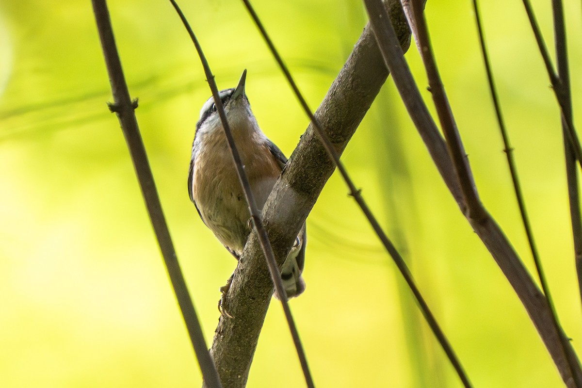 Red-breasted Nuthatch - ML643512341