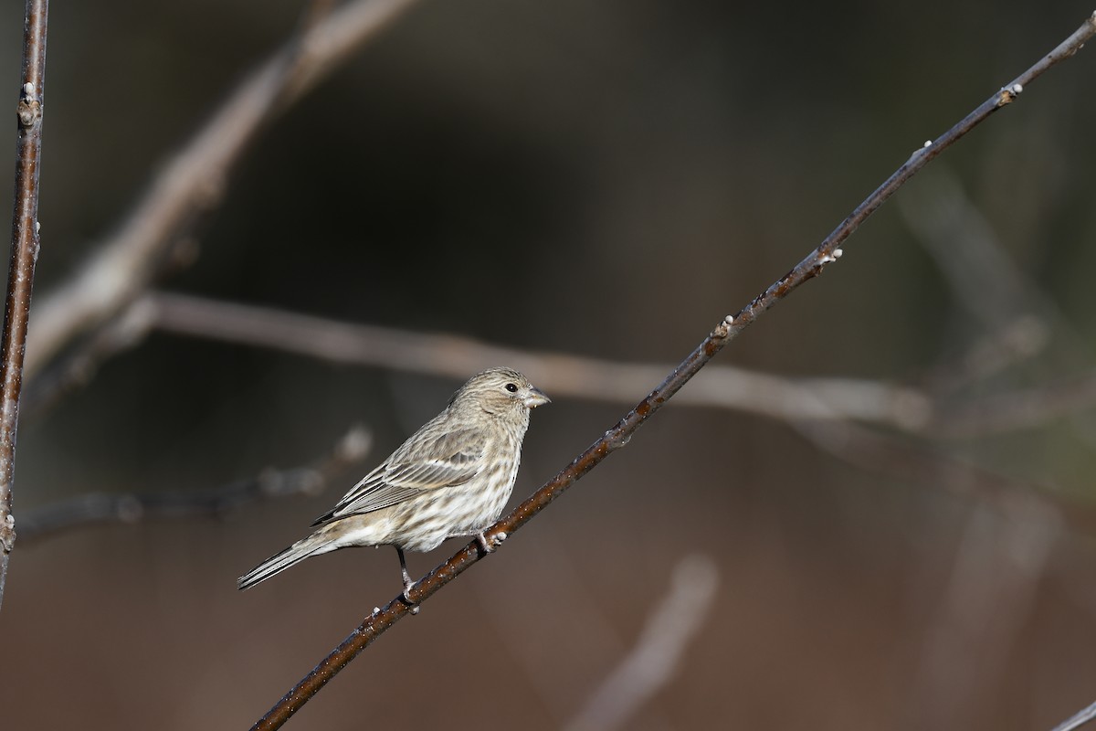 House Finch - ML643512362