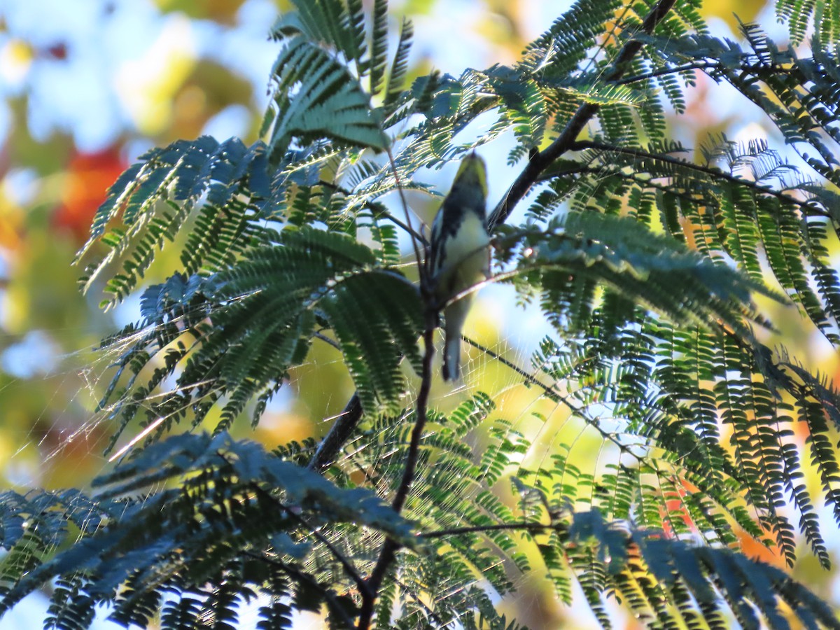 Grünmantel-Waldsänger - ML643512378