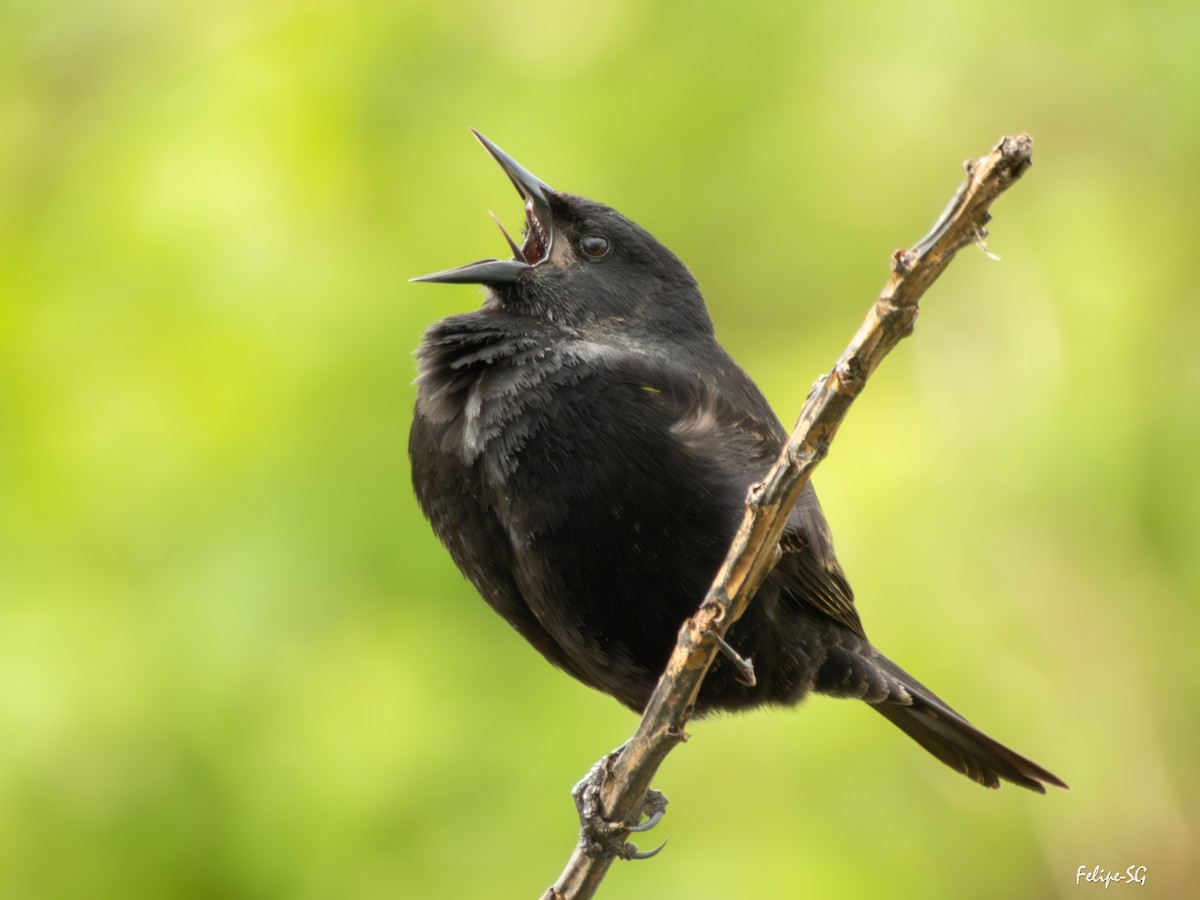 Yellow-winged Blackbird - ML643512382