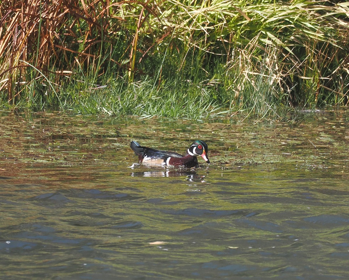 Canard branchu - ML643512387