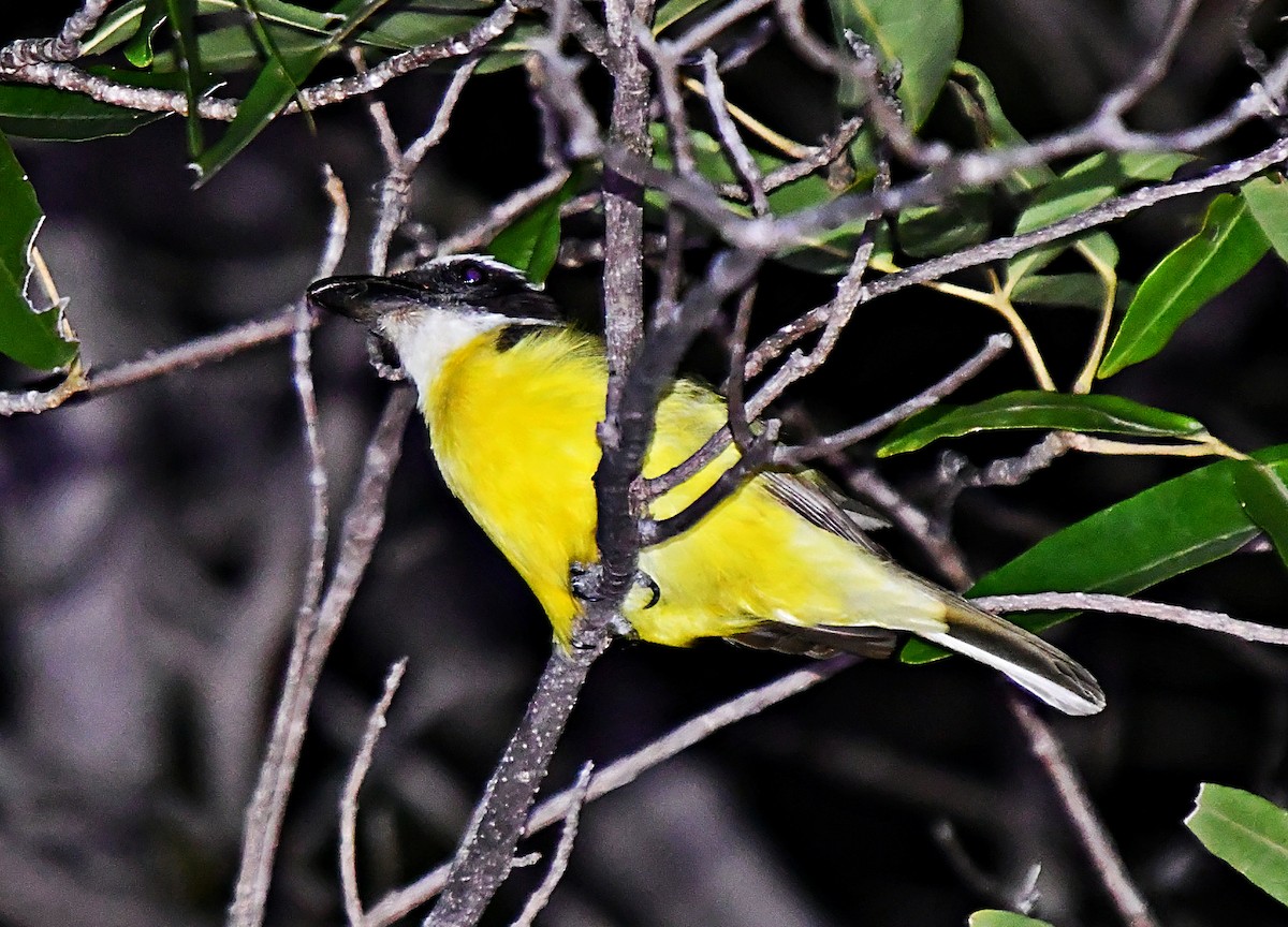 Boat-billed Flycatcher - ML643512388
