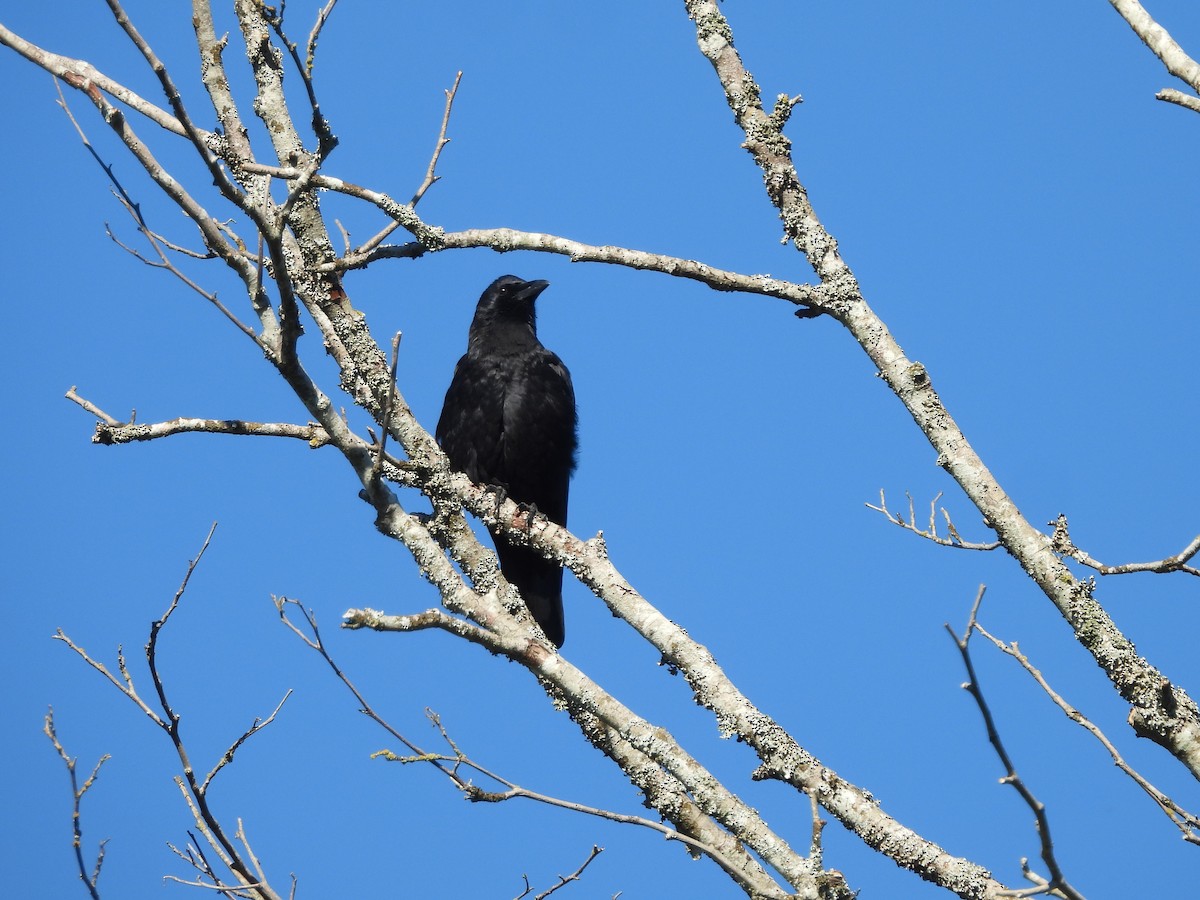 American Crow - ML643512393
