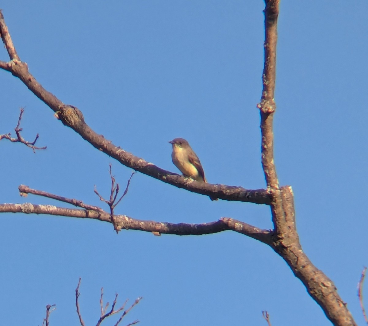 Eastern Phoebe - ML643512399