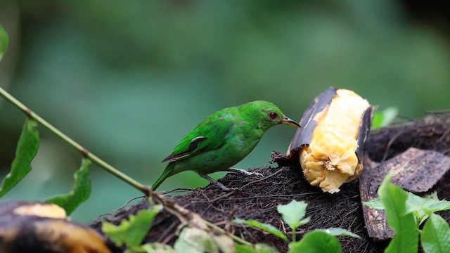 Green Honeycreeper - ML643512404