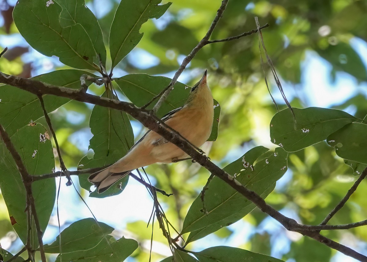 Bay-breasted Warbler - ML643512406
