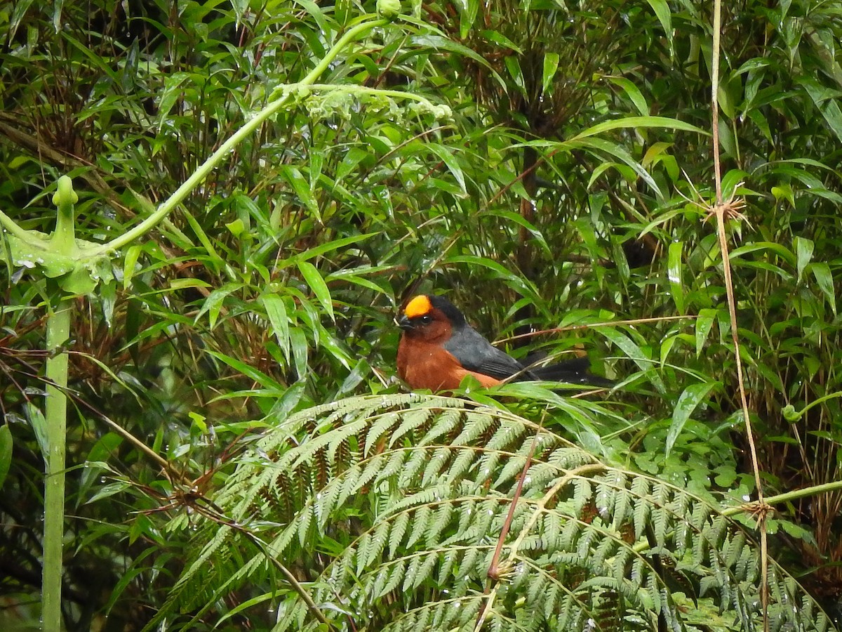 Plushcap - ML643512407