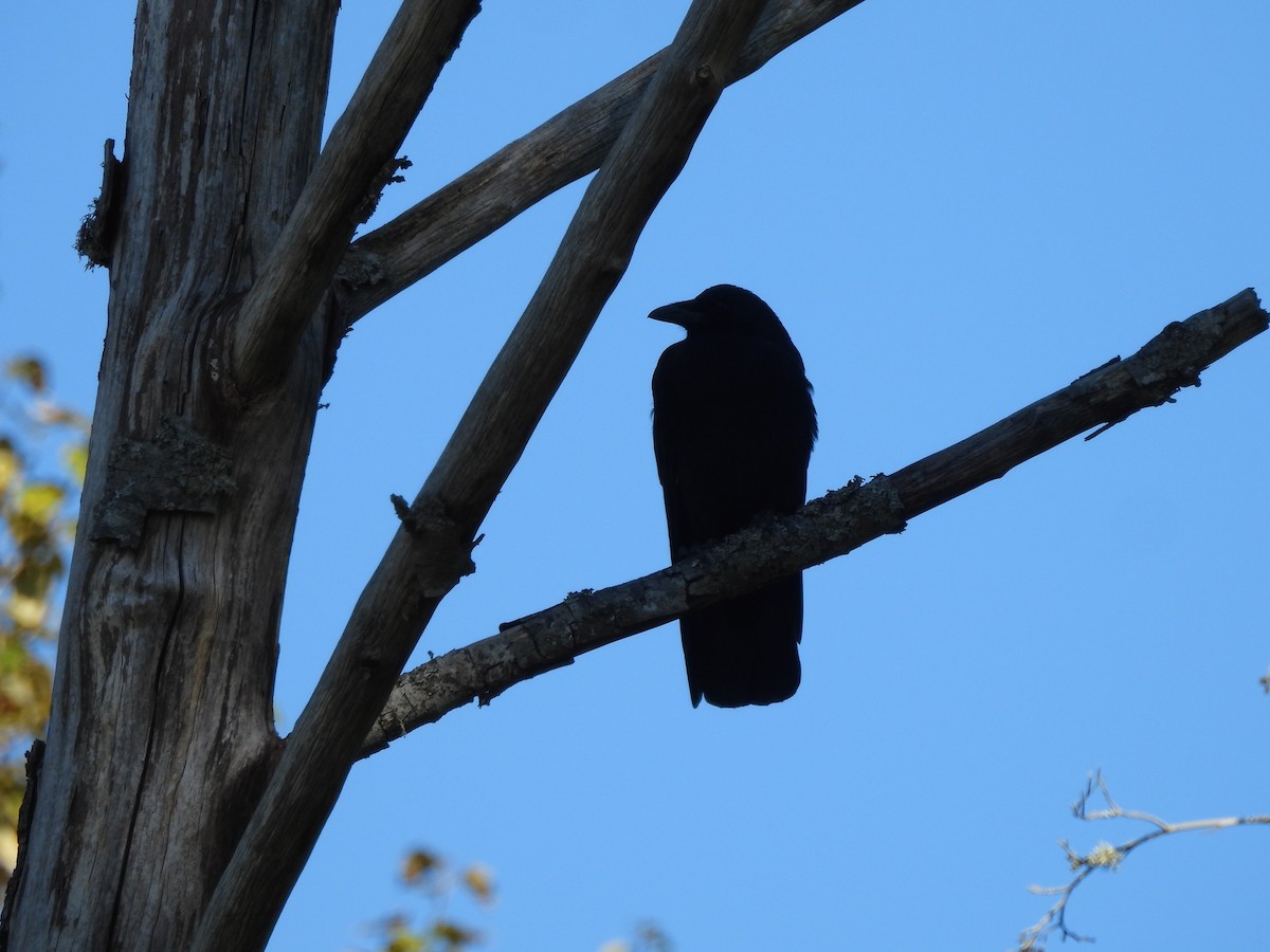 American Crow - ML643512417