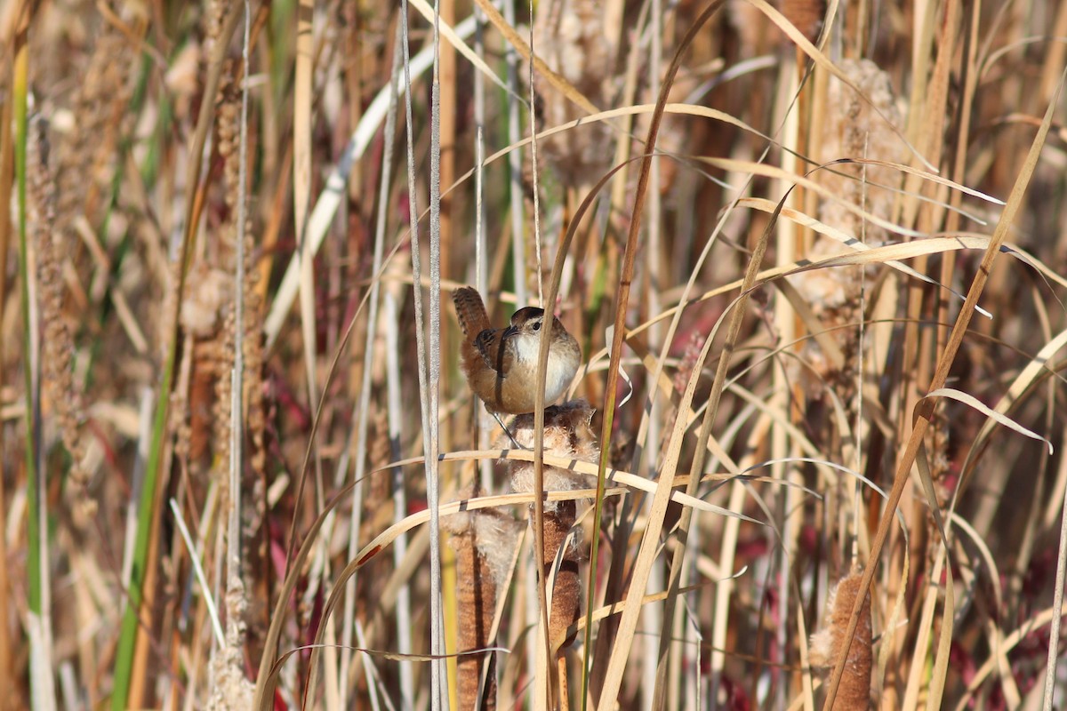 Marsh Wren - ML643512419