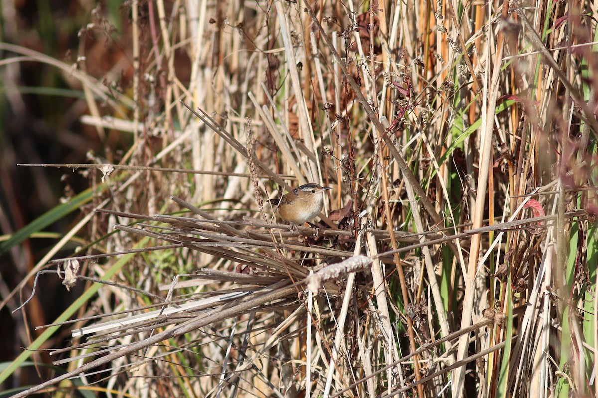 Marsh Wren - ML643512420