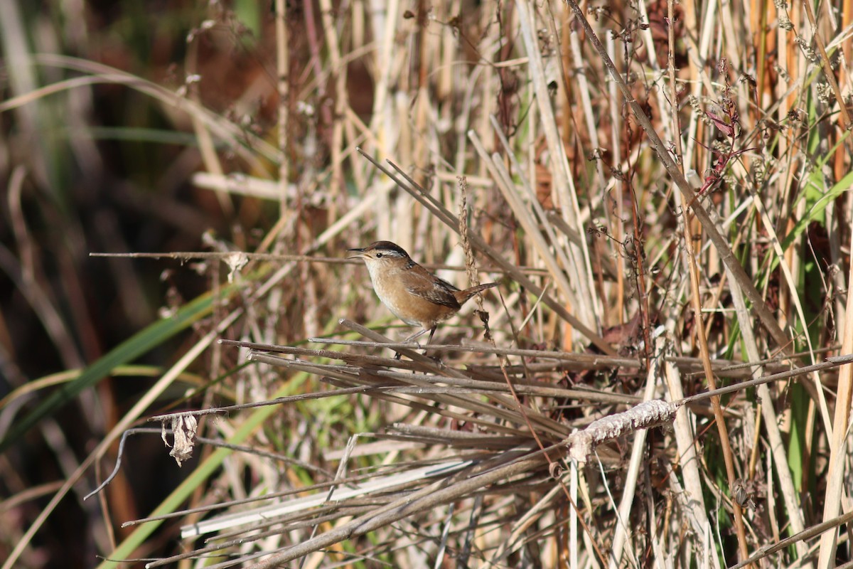 Marsh Wren - ML643512421