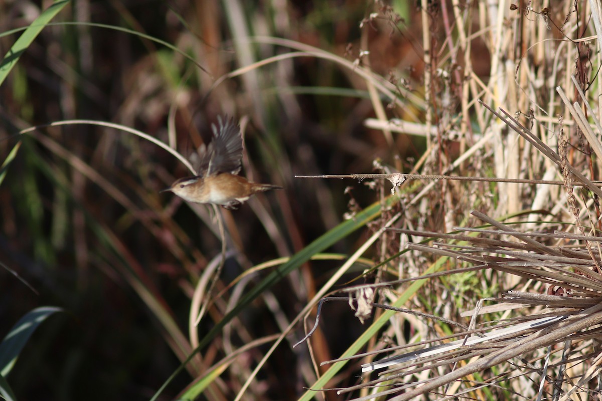 Marsh Wren - ML643512422