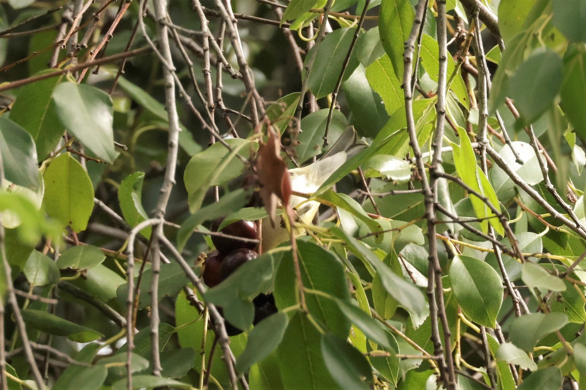 Tennesse Ötleğeni - ML643512426