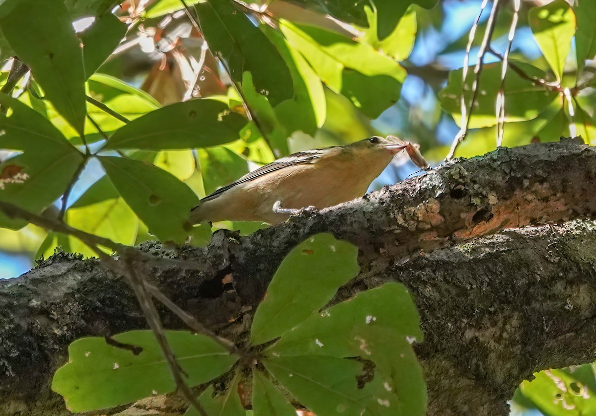 Bay-breasted Warbler - ML643512437