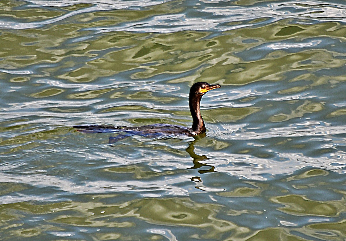 Neotropic Cormorant - ML643512441