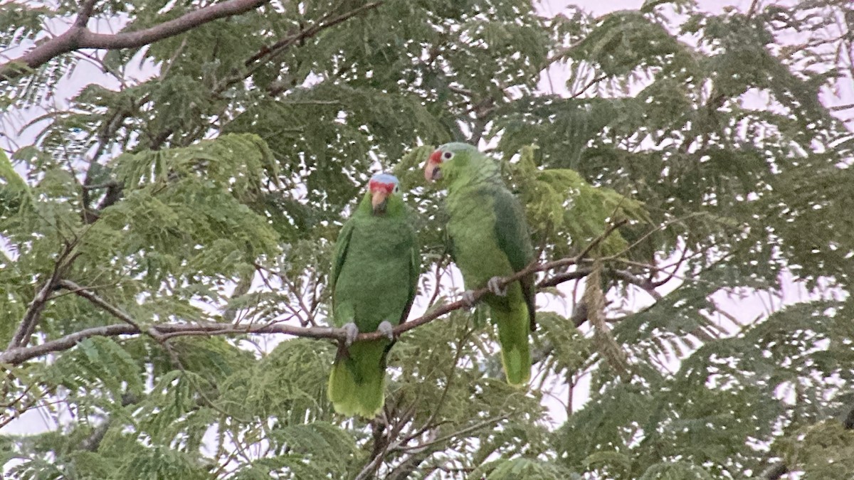 Red-lored Amazon - ML643512445
