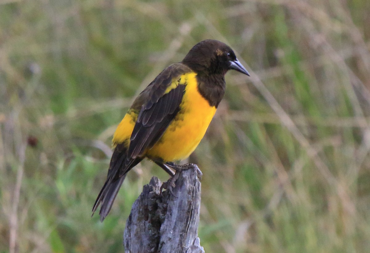 Yellow-rumped Marshbird - ML643512446