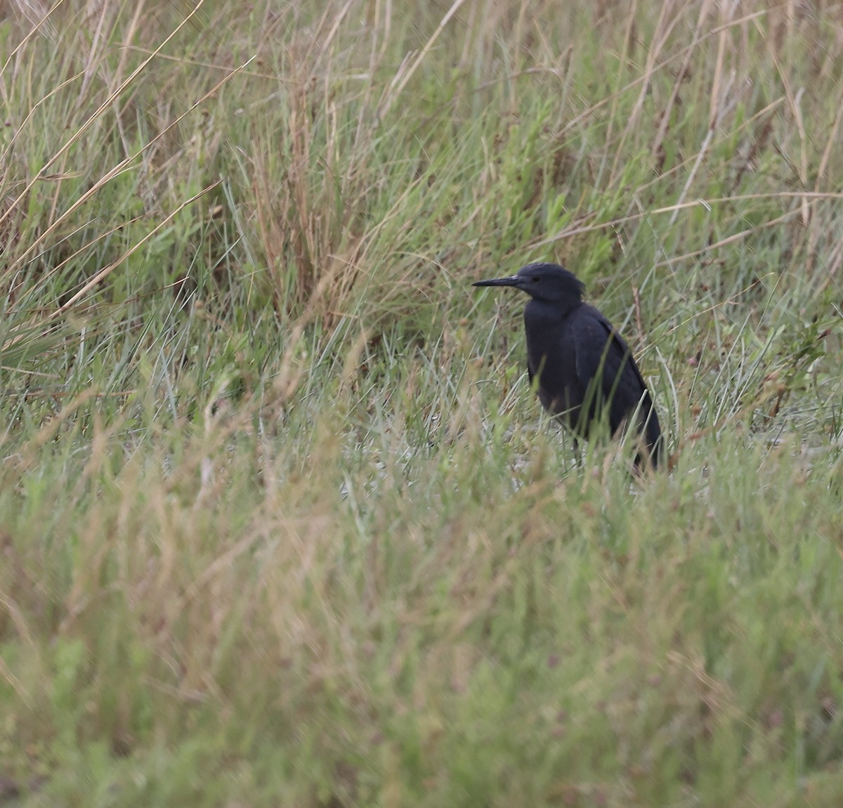 Black Heron - ML643512449