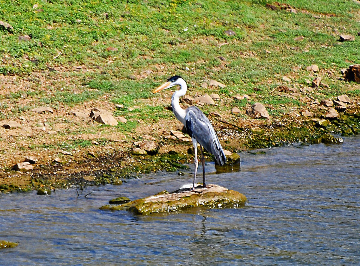 Cocoi Heron - ML643512456