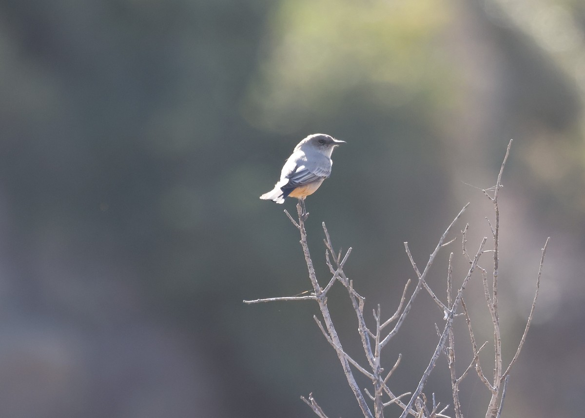 Say's Phoebe - ML643512462