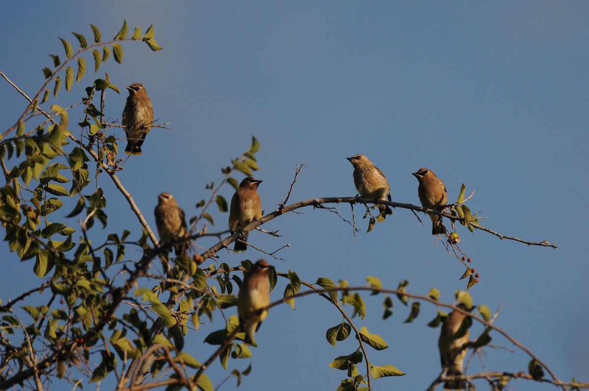 Cedar Waxwing - ML643512470