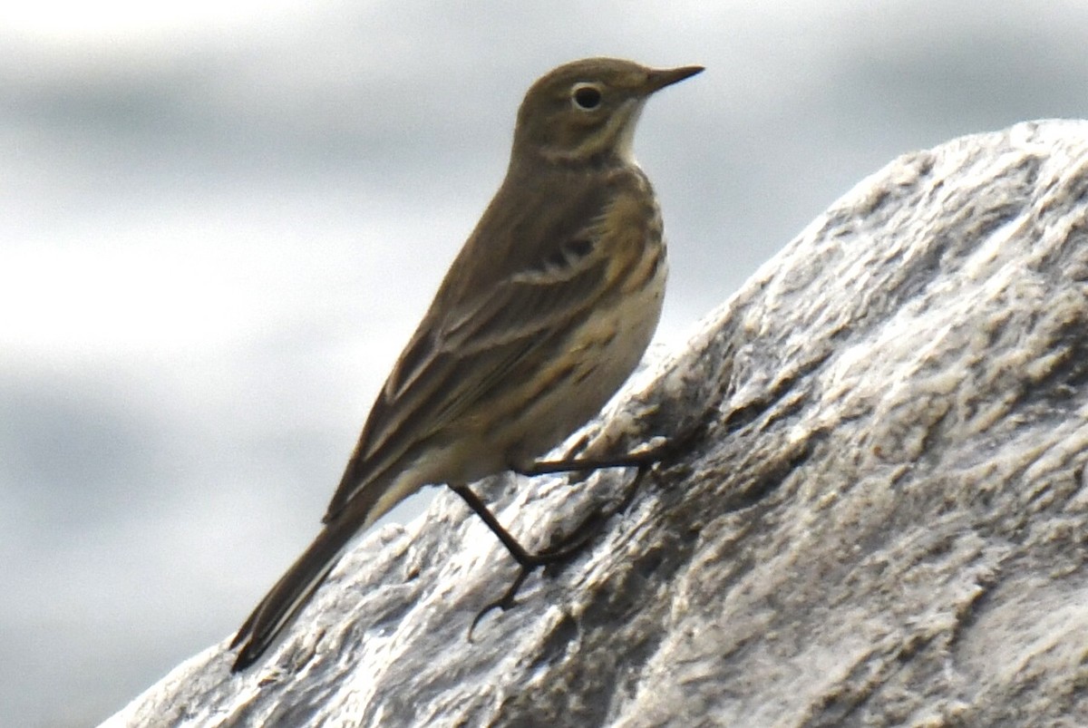 American Pipit - ML643512484