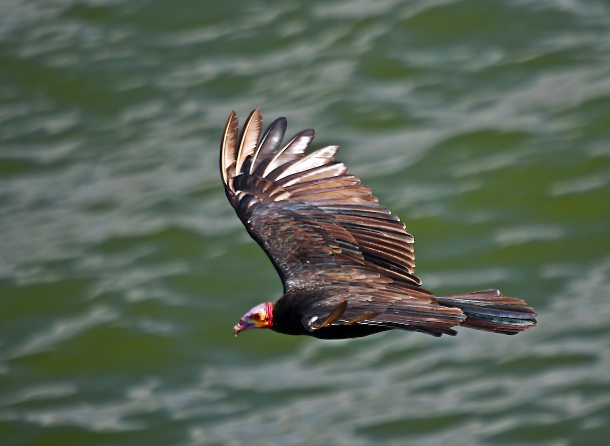 Lesser Yellow-headed Vulture - ML643512485
