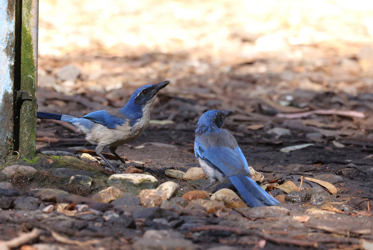 Island Scrub-Jay - ML643512490
