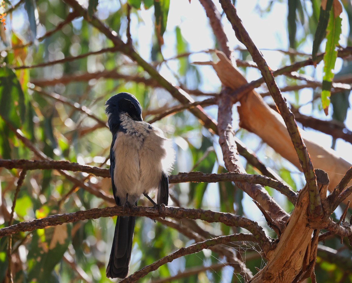 Island Scrub-Jay - ML643512491