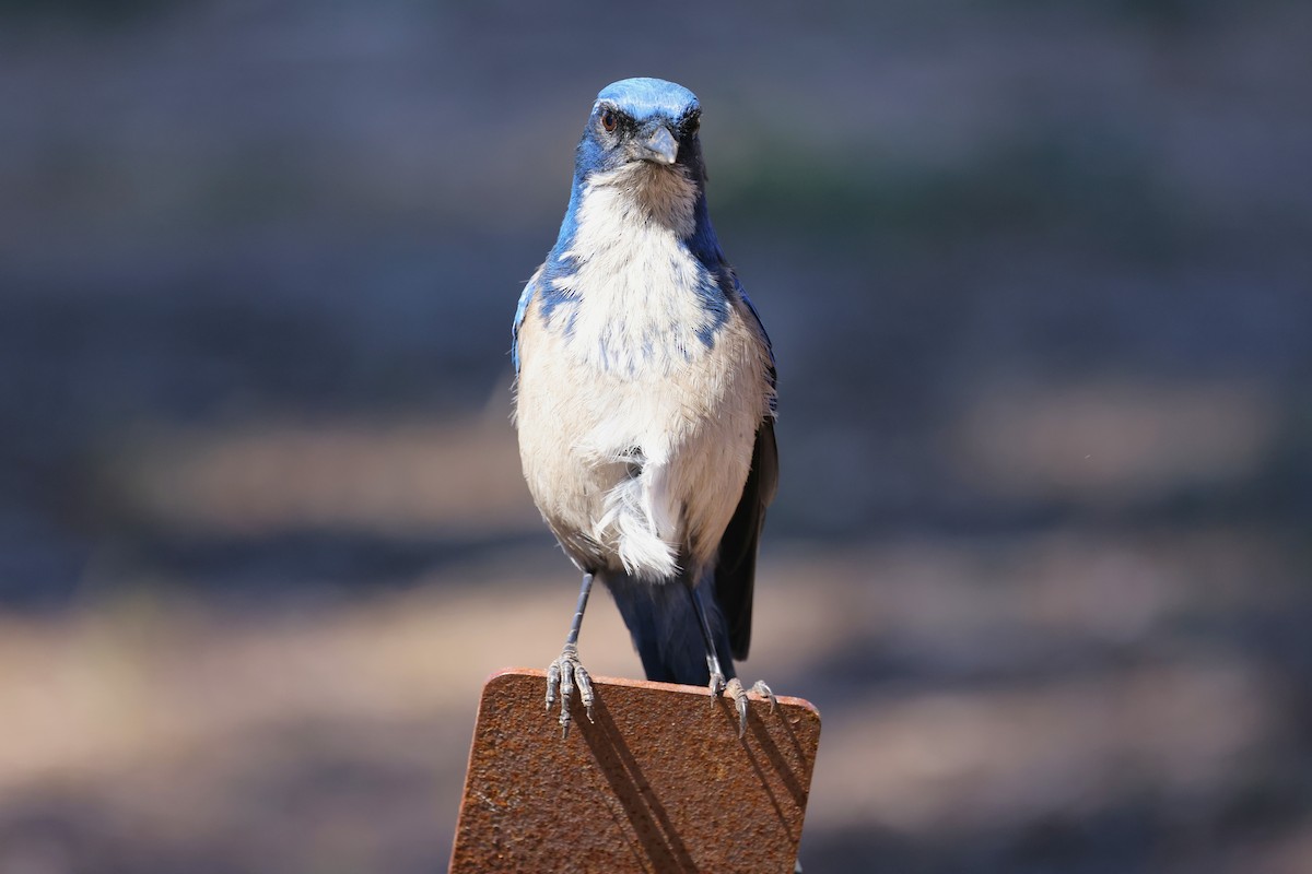 Island Scrub-Jay - ML643512492