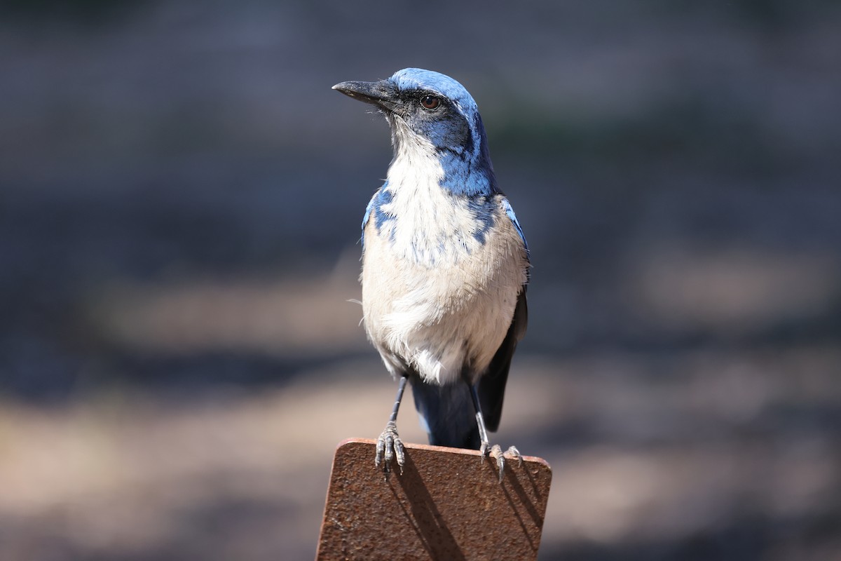 Island Scrub-Jay - ML643512494