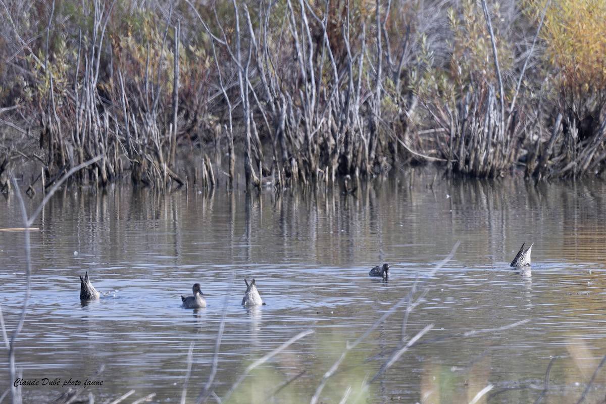 Northern Pintail - ML643512497