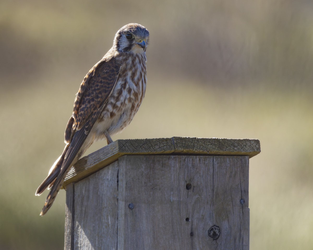 American Kestrel - ML643512498