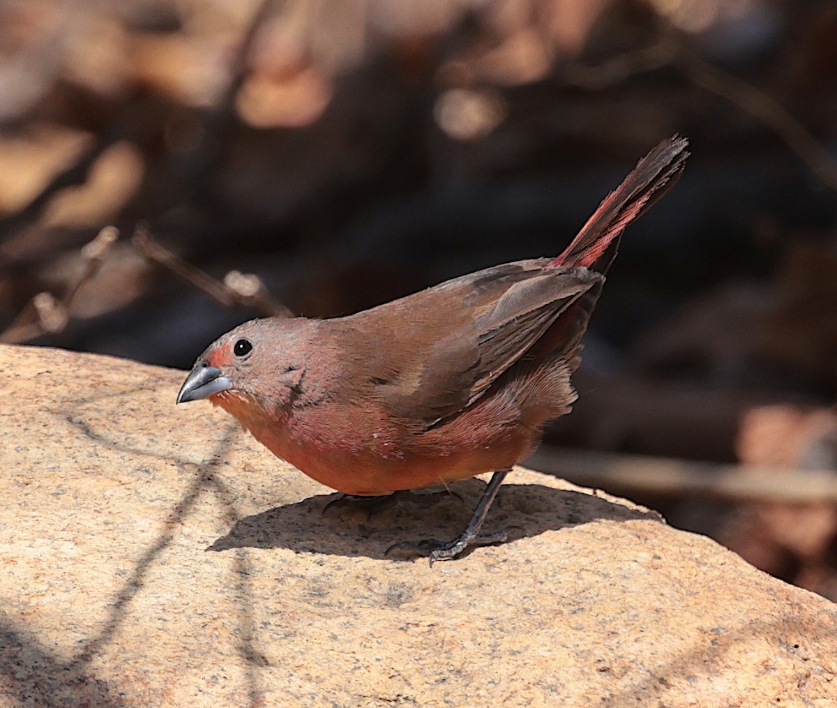 Rosenamarant - ML643512499