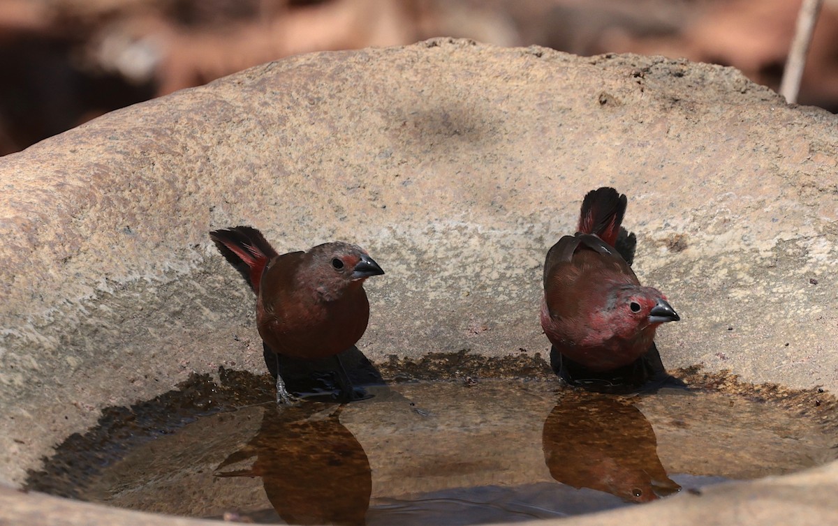 Rosenamarant - ML643512500