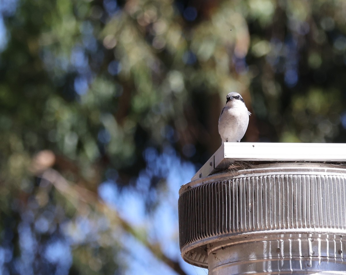 Loggerhead Shrike - ML643512506