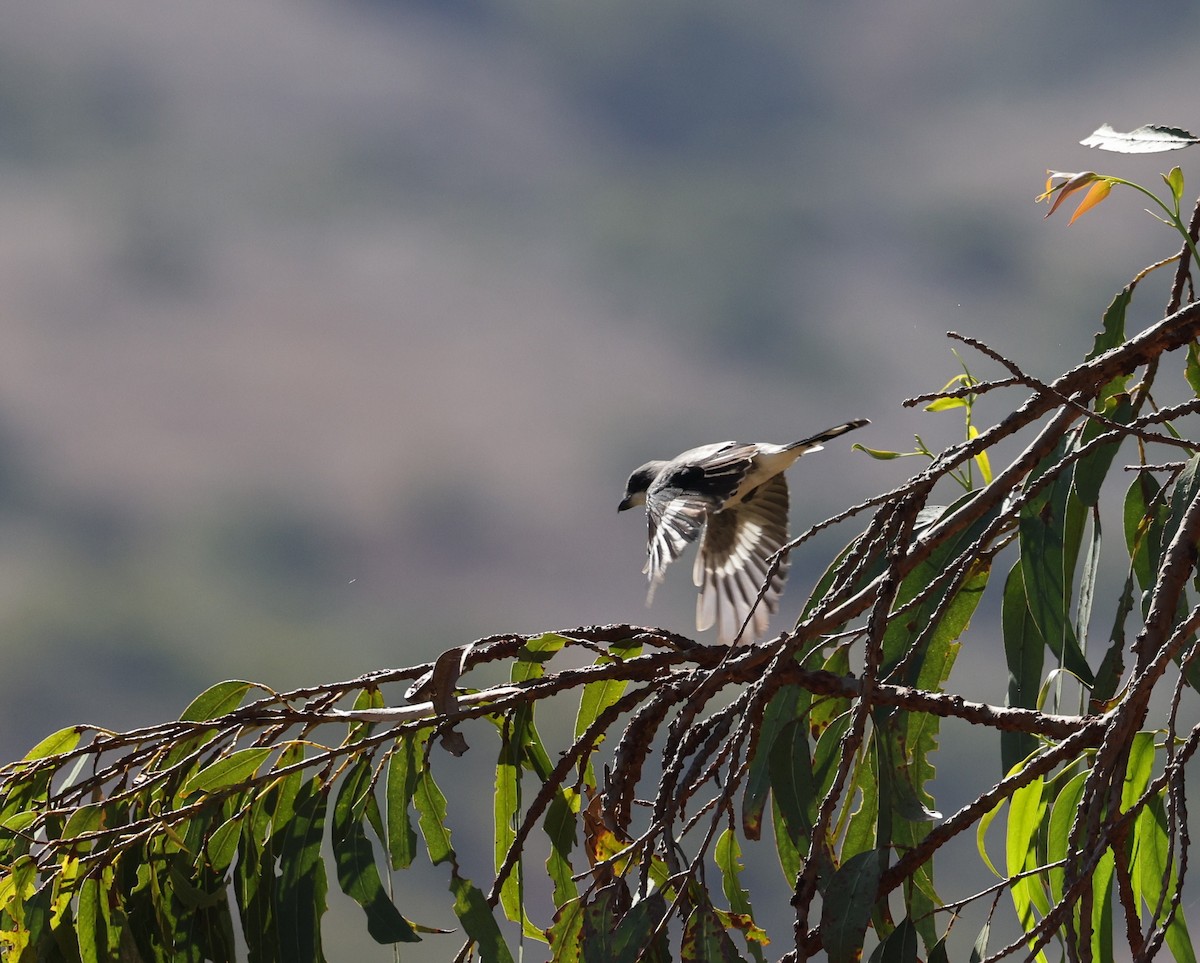 Loggerhead Shrike - ML643512507