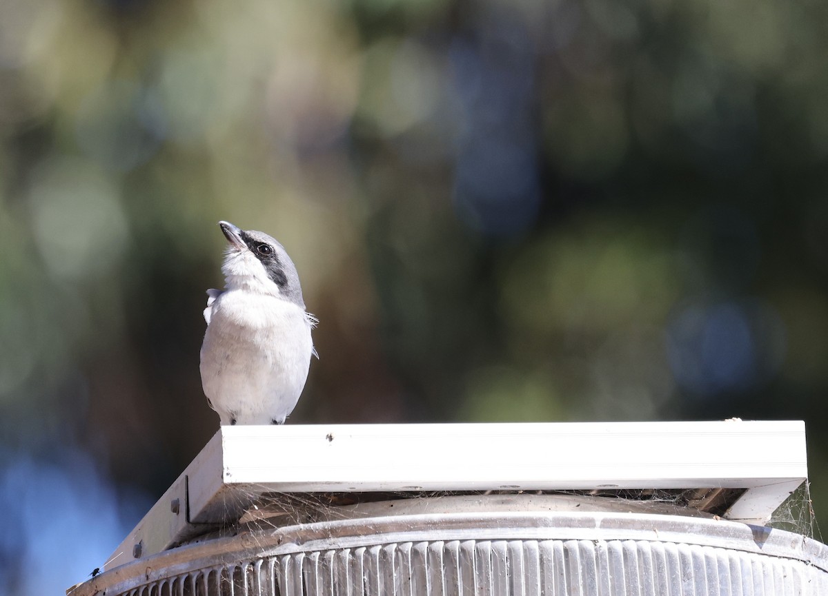 Loggerhead Shrike - ML643512508