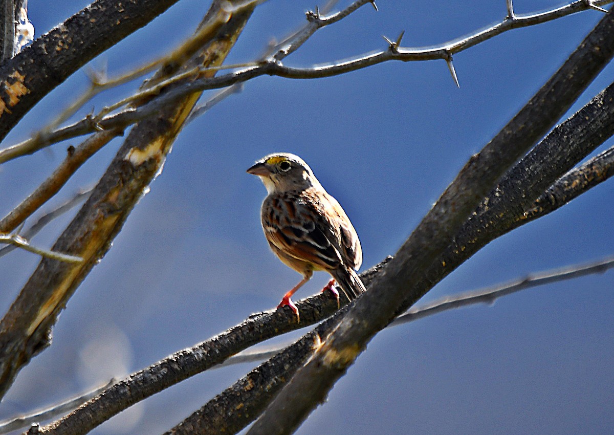 Grassland Sparrow - ML643512515