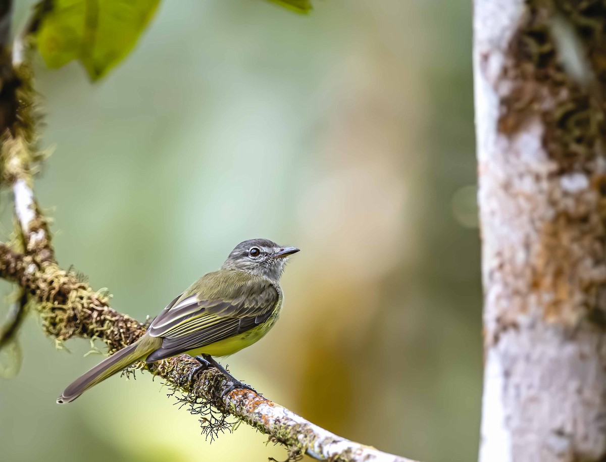 Greenish Elaenia - ML643512519