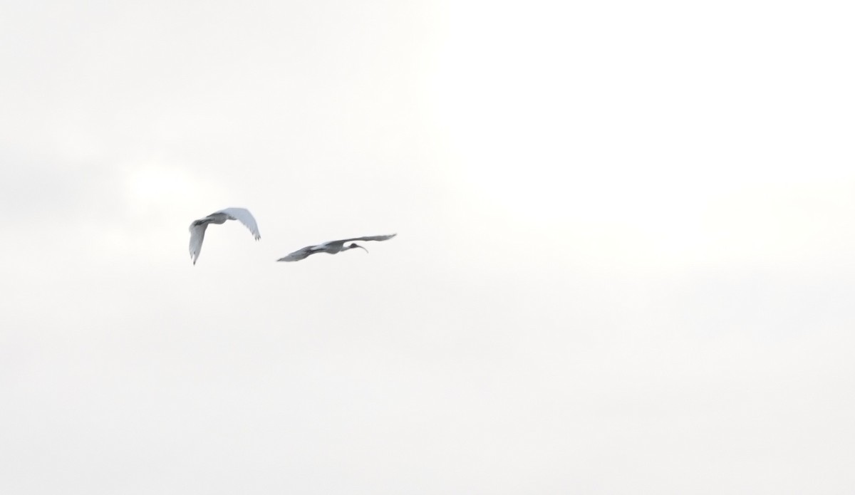 Australian Ibis - ML643512521