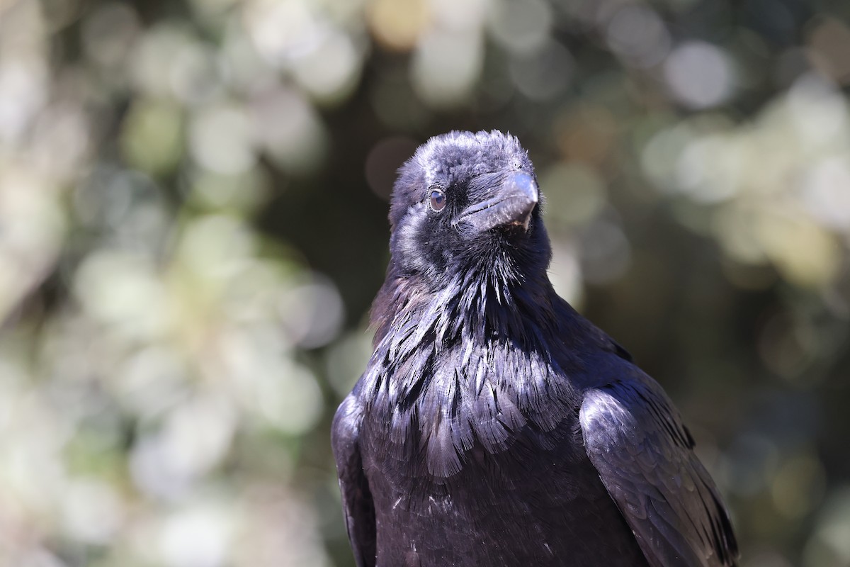 Common Raven - ML643512527